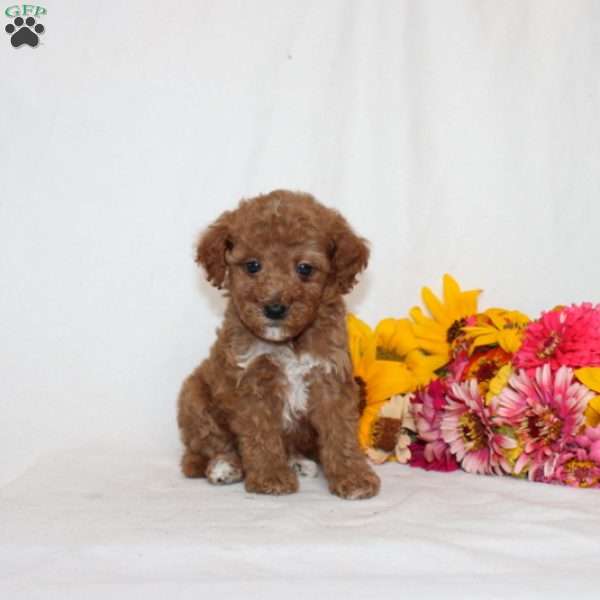 Benittah F1bb, Mini Goldendoodle Puppy